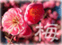 ume.gif