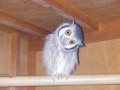 フクロウがやってくるホーホーホー！