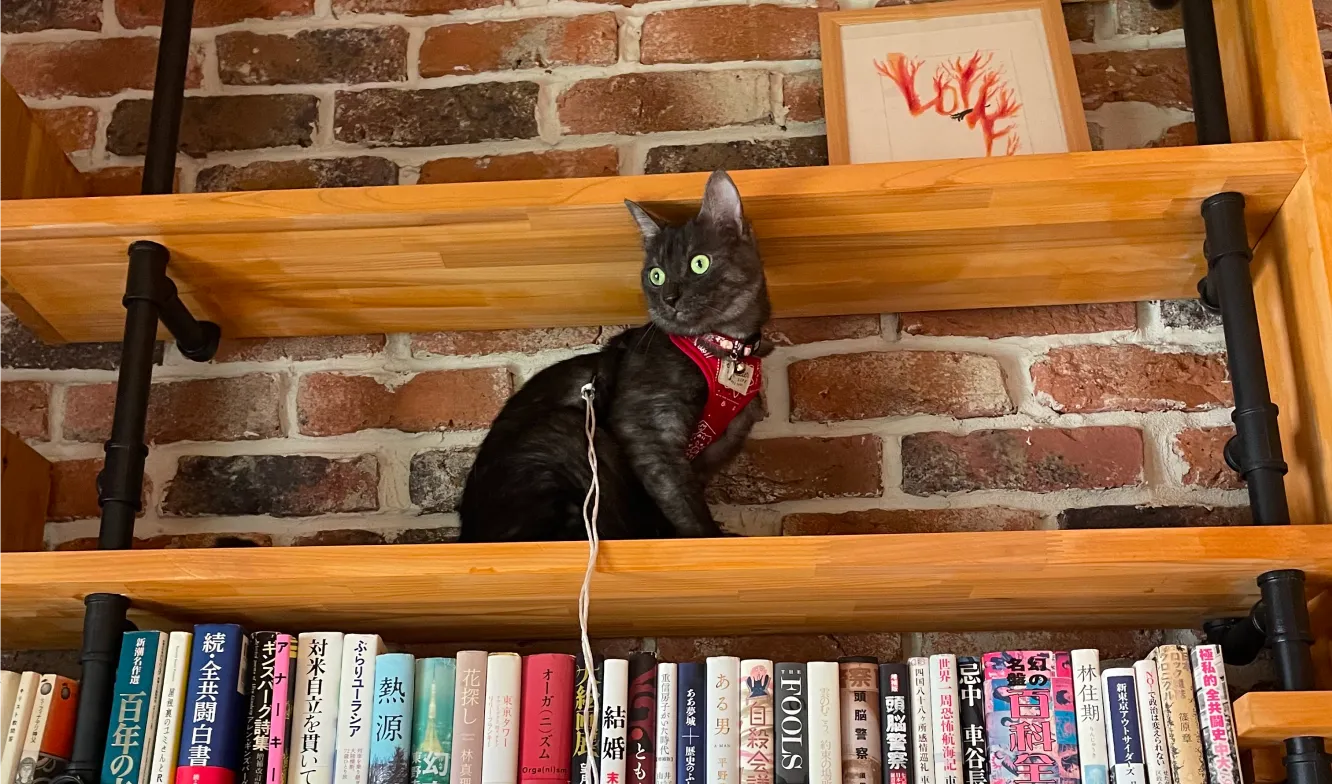 店内の猫の写真